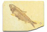 Detailed Fossil Fish (Knightia) - Wyoming #372326-1